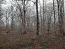 Forêt de Chanteraine